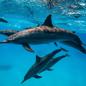 Spinner dolphins close up over sand, one heading downward, Sataya Reef, Red Sea, Egypt