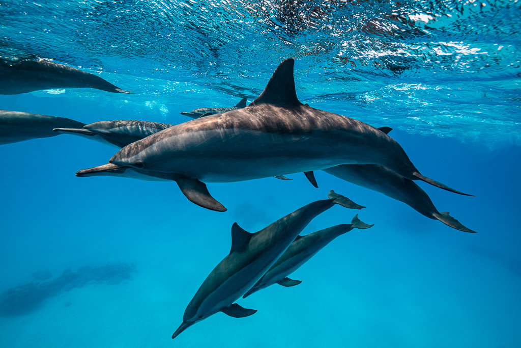 Spinner dolphins close up over sand, one heading downward, Sataya Reef, Red Sea, Egypt
