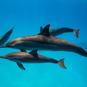 Quatre dauphins à long bec en groupe compact, vue latérale rapprochée, récif de Sataya, mer Rouge, Égypte