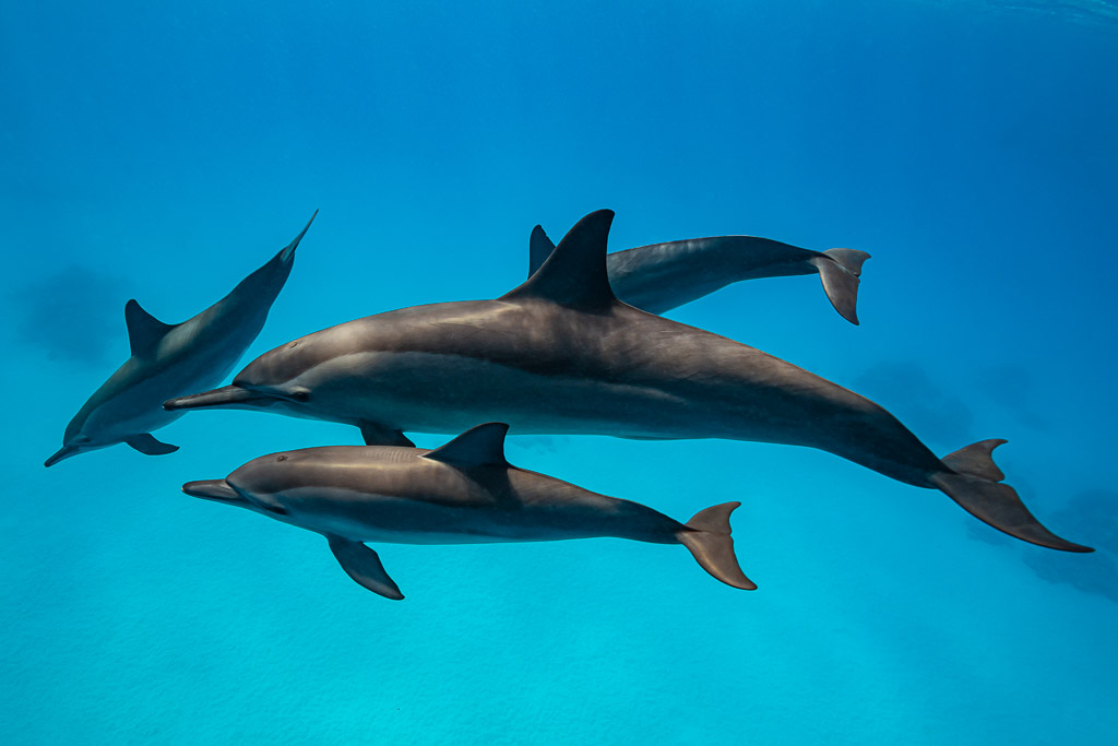 Quatre dauphins à long bec en groupe compact, vue latérale rapprochée, récif de Sataya, mer Rouge, Égypte