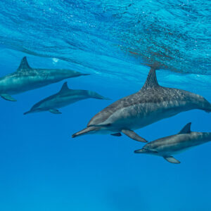 Spinner dolphin mothers with calves swimming below the surface, Sataya Reef, Red Sea, Egypt