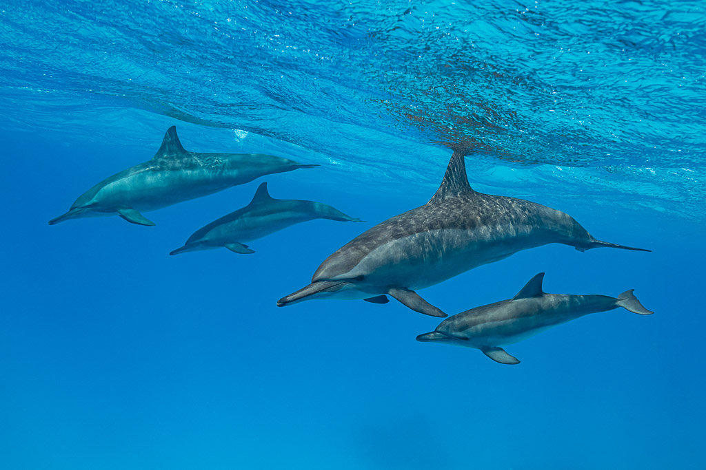 Spinner dolphin mothers with calves swimming below the surface, Sataya Reef, Red Sea, Egypt