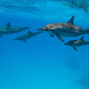 Spinner dolphin mother and calf pairs swimming in open blue, Sataya Reef, Red Sea, Egypt