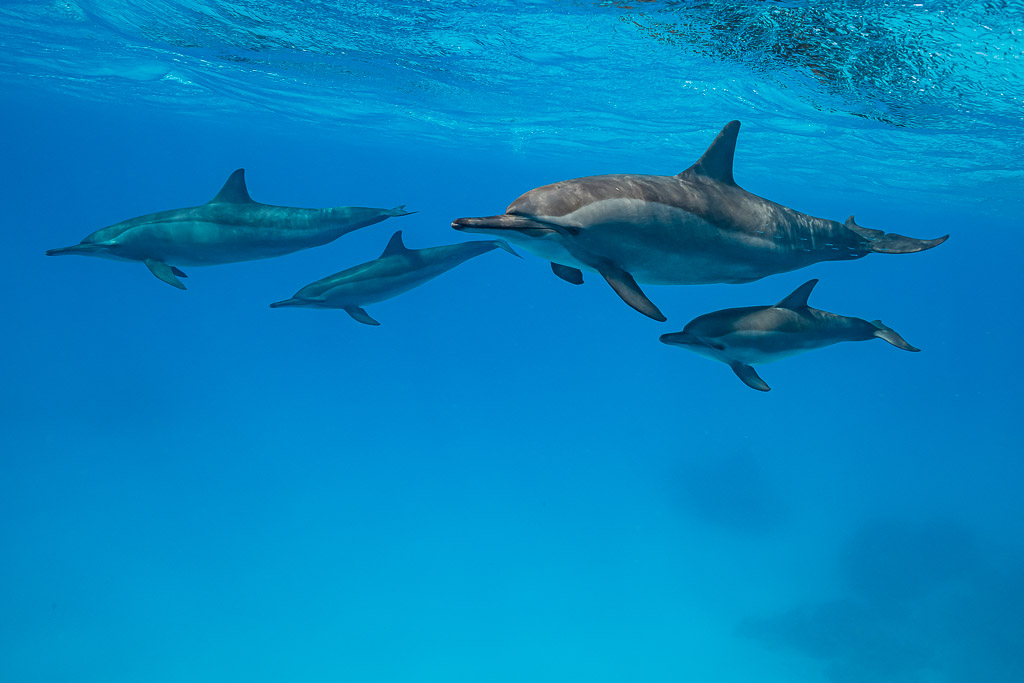 Couples mère-petit de dauphins à long bec en pleine eau, récif de Sataya, mer Rouge, Égypte