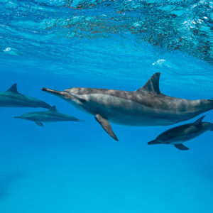 Spinner dolphin mother escorting her calf with another pair behind, Sataya Reef, Red Sea, Egypt