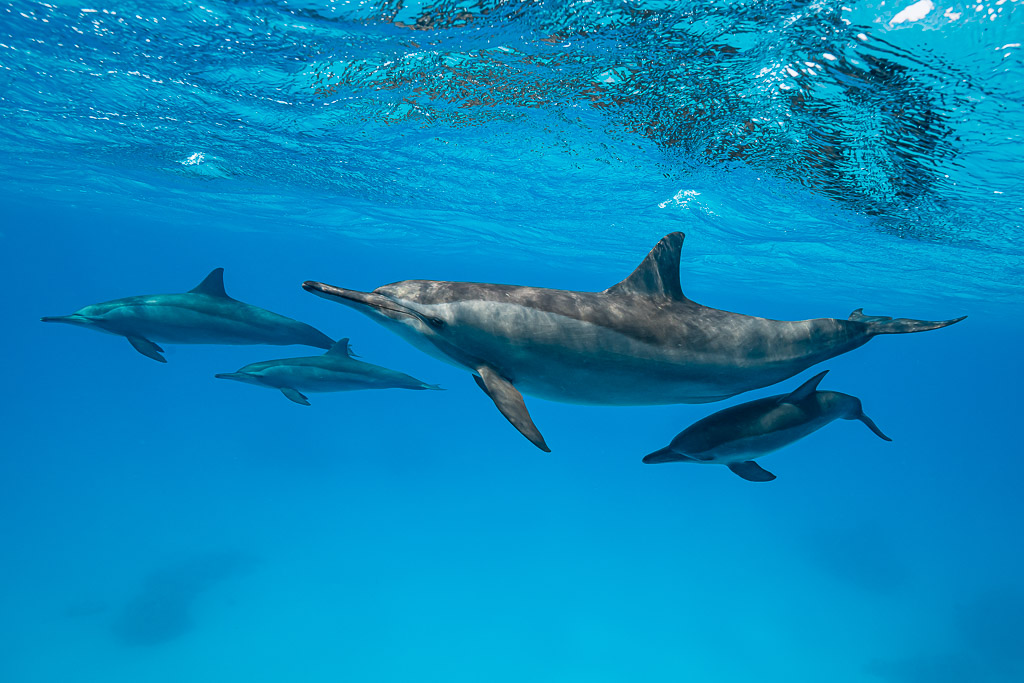 Spinner dolphin mother escorting her calf with another pair behind, Sataya Reef, Red Sea, Egypt