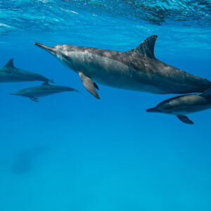 Spinner dolphin mother swimming above her calf, pair in the background, Sataya Reef, Red Sea, Egypt