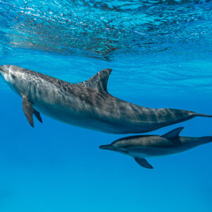 Spinner dolphin mother and calf swimming in echelon position, Sataya Reef, Red Sea, Egypt