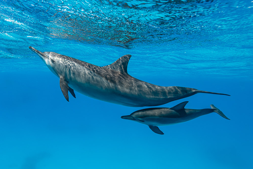 Spinner dolphin mother and calf swimming in echelon position, Sataya Reef, Red Sea, Egypt