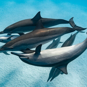 Spinner dolphins twisting together, one rolled over showing its belly, Sataya Reef, Red Sea, Egypt