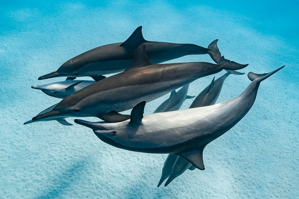 Spinner dolphins twisting together, one rolled over showing its belly, Sataya Reef, Red Sea, Egypt