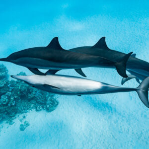 Trois dauphins à long bec au-dessus du sable, l’un sur le dos près d’un corail, récif de Sataya, mer Rouge, Égypte