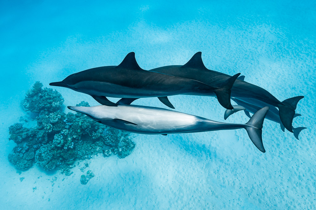 Trois dauphins à long bec au-dessus du sable, l’un sur le dos près d’un corail, récif de Sataya, mer Rouge, Égypte
