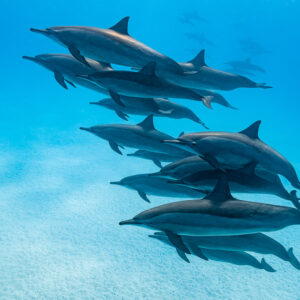 Groupe de dauphins à long bec en colonne oblique au-dessus du sable, récif de Sataya, mer Rouge, Égypte