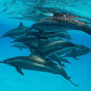 Densely packed spinner dolphins just below the rippled surface, Sataya Reef, Red Sea, Egypt