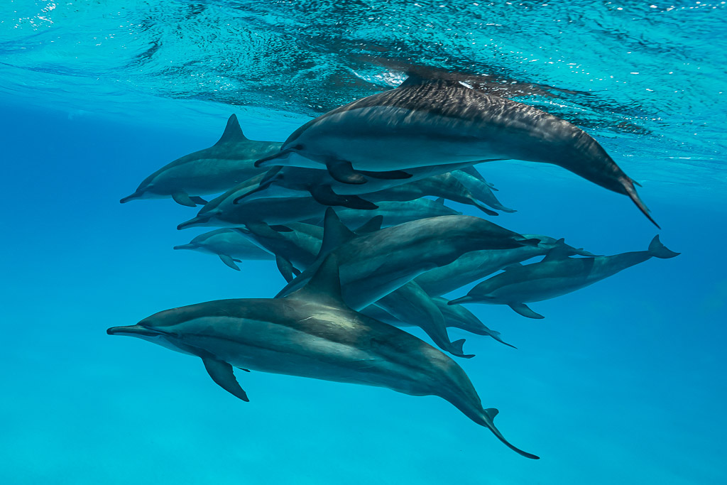 Densely packed spinner dolphins just below the rippled surface, Sataya Reef, Red Sea, Egypt