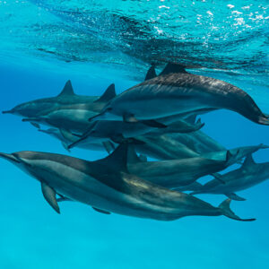 Packed group of spinner dolphins heading right under the surface, Sataya Reef, Red Sea, Egypt