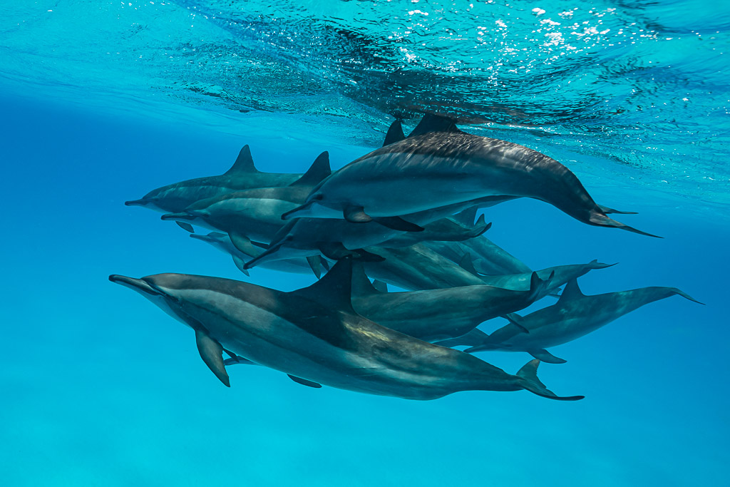 Packed group of spinner dolphins heading right under the surface, Sataya Reef, Red Sea, Egypt