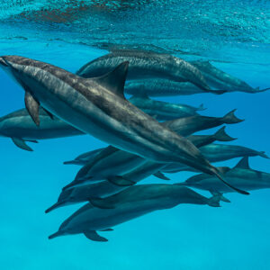 Spinner dolphin rising above a tight group of the pod, Sataya Reef, Red Sea, Egypt