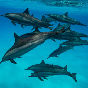 Pod of spinner dolphins swimming in two layers above the sand, Sataya Reef, Red Sea, Egypt