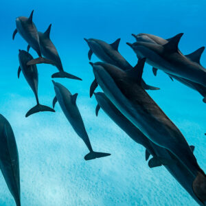 Spinner dolphins heading down toward the sandy bottom, rear view, Sataya Reef, Red Sea, Egypt