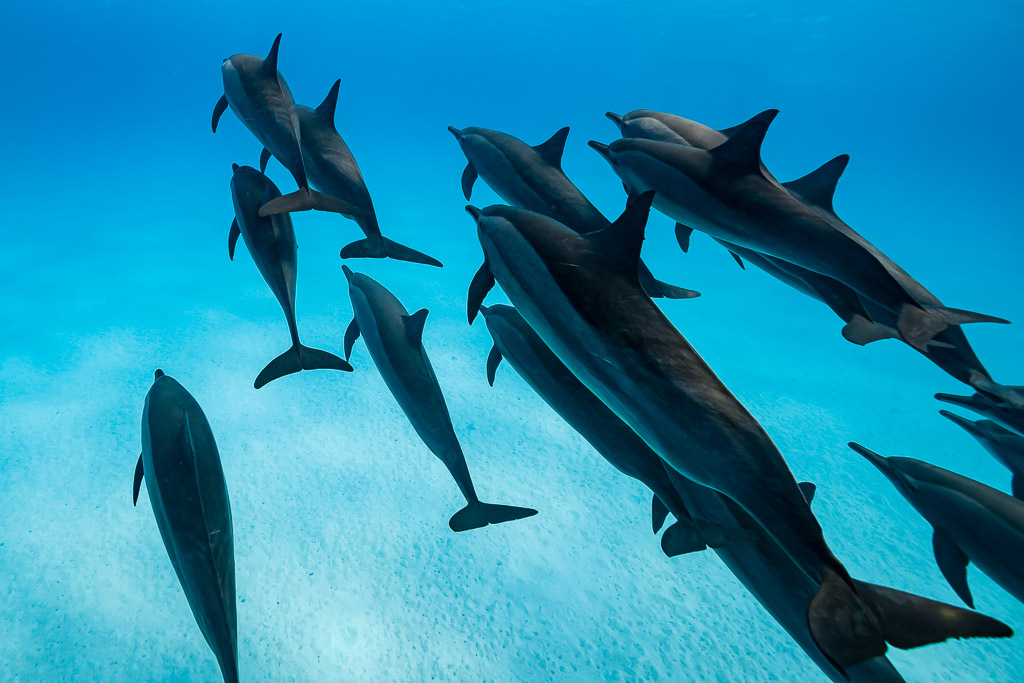 Spinner dolphins heading down toward the sandy bottom, rear view, Sataya Reef, Red Sea, Egypt
