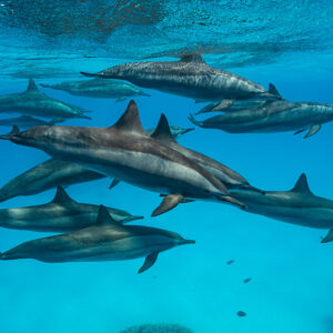 Loose group of spinner dolphins swimming near the surface, Sataya Reef, Red Sea, Egypt