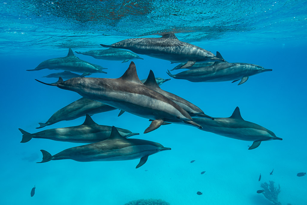 Loose group of spinner dolphins swimming near the surface, Sataya Reef, Red Sea, Egypt