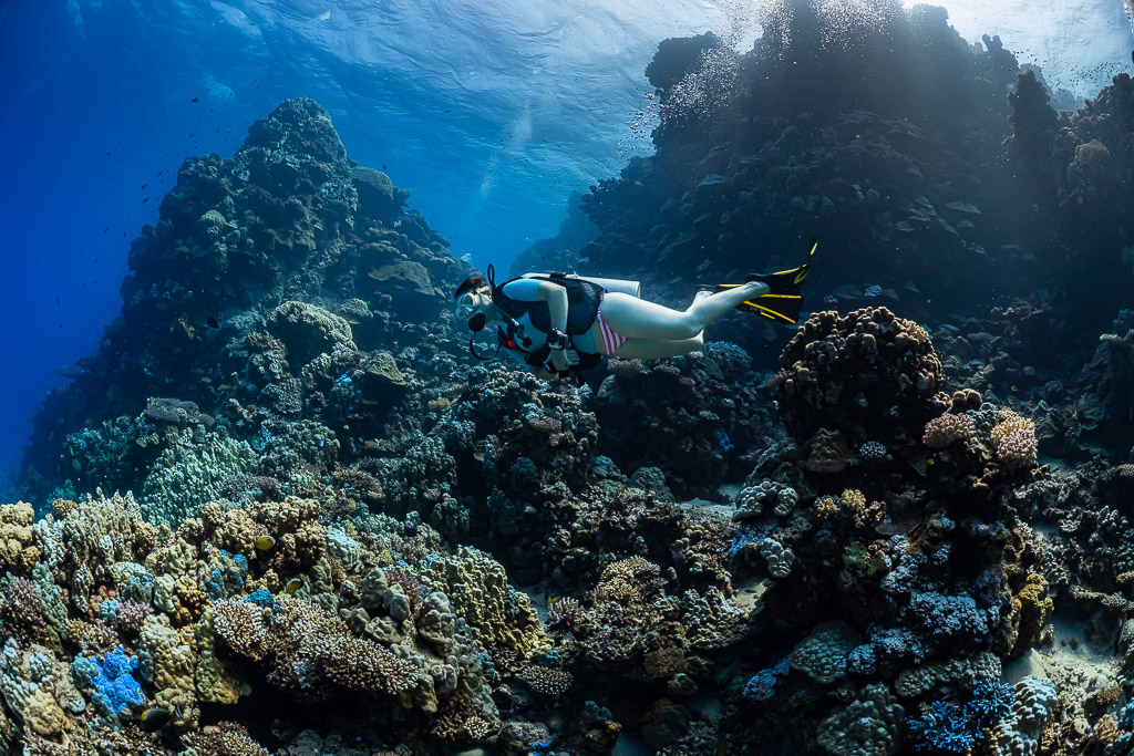 Woman diver swimming along a coral slope near a reef wall, Shaab Claudio, Red Sea, Egypt