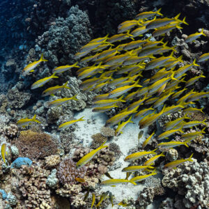 Large school of yellowfin goatfish swimming over the reef, Shaab Claudio, Red Sea, Egypt