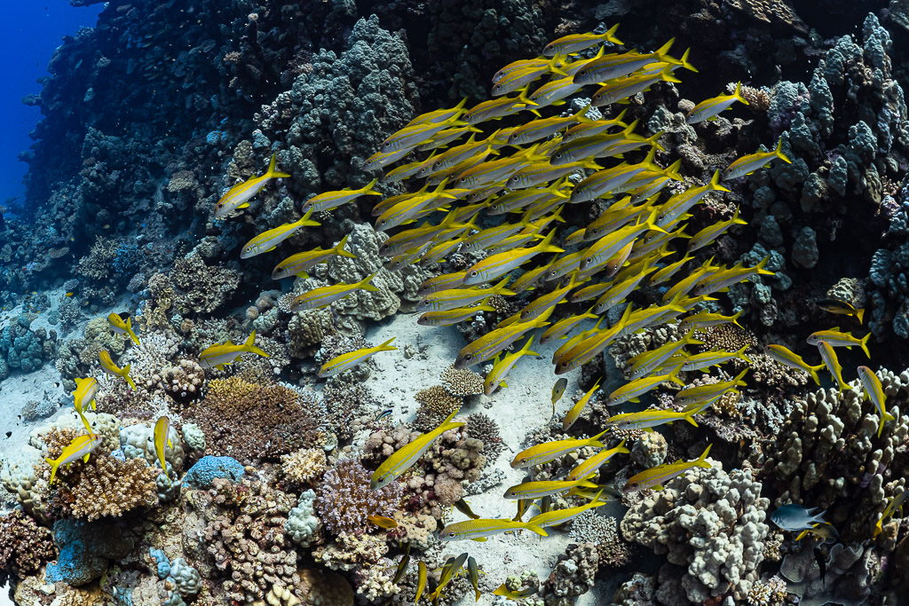 Large school of yellowfin goatfish swimming over the reef, Shaab Claudio, Red Sea, Egypt