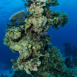 Coral pinnacle with plate corals against deep blue water, vertical, Red Sea, Egypt