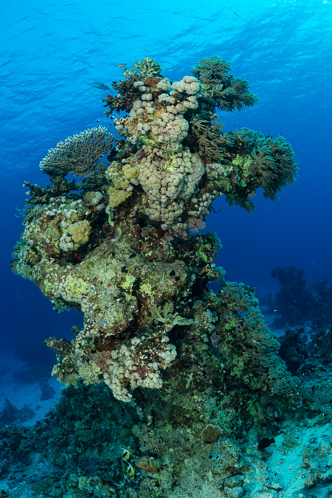 Coral pinnacle with plate corals against deep blue water, vertical, Red Sea, Egypt