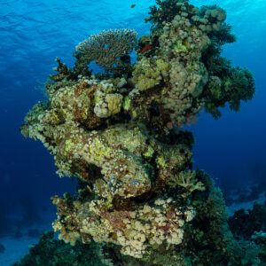 Coral pinnacle with plate corals under the sunlit surface, vertical, Red Sea, Egypt