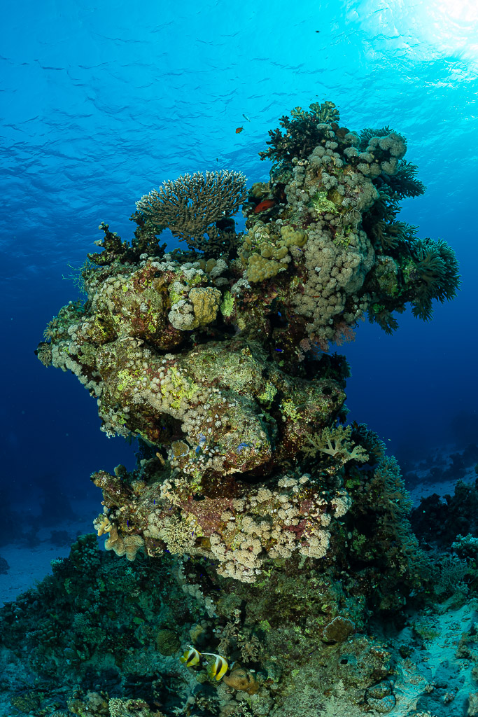 Coral pinnacle with plate corals under the sunlit surface, vertical, Red Sea, Egypt