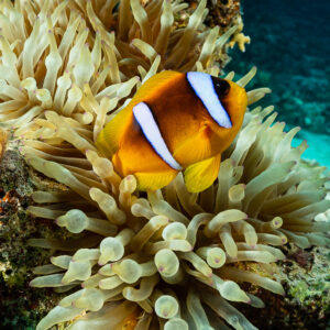Red Sea anemonefish nestled in a bubble-tip anemone, vertical, Red Sea, Egypt