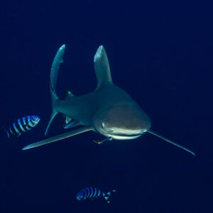 Requin océanique face à l’objectif avec poissons-pilotes et un hameçon dans la gueule, récif de Daedalus, mer Rouge, Égypte