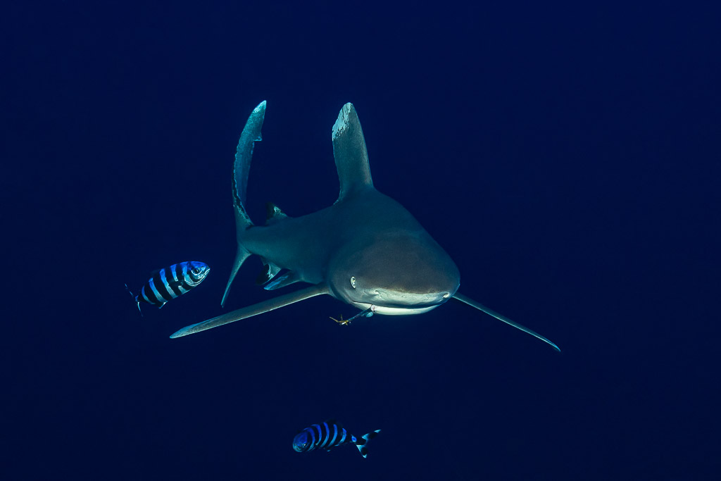 Oceanic whitetip shark head-on with pilot fish and a hook in its mouth, Daedalus Reef, Red Sea, Egypt