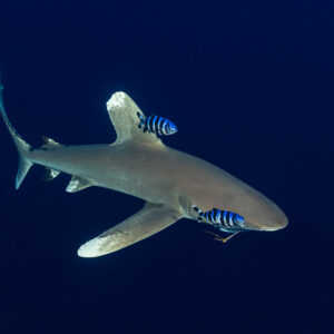 Requin océanique virant avec ses poissons-pilotes dans le bleu profond, récif de Daedalus, mer Rouge, Égypte