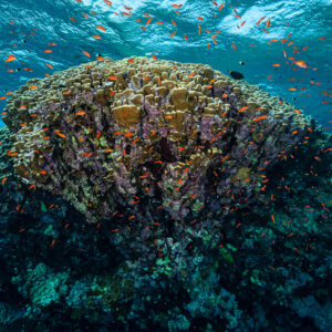 Coral bommie swarming with orange anthias below the surface, Daedalus Reef, Red Sea, Egypt