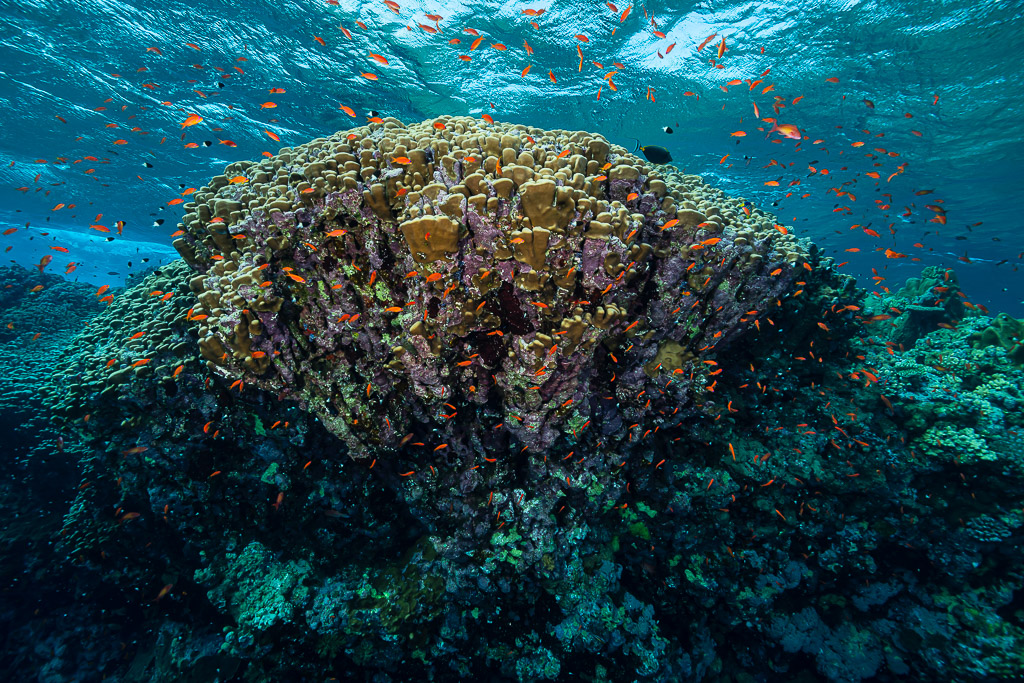 Coral bommie swarming with orange anthias below the surface, Daedalus Reef, Red Sea, Egypt