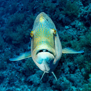 Humphead wrasse facing the camera head-on, vertical, Red Sea, Egypt