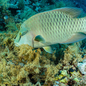 Humphead wrasse swimming over soft corals in profile, Red Sea, Egypt