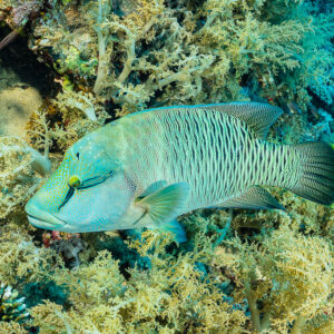 Humphead wrasse cruising along a reef covered in soft corals, Red Sea, Egypt