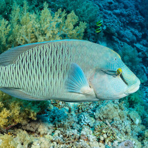 Humphead wrasse heading right over the reef with bannerfish behind, Red Sea, Egypt