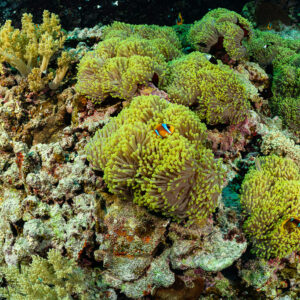 Poissons-clowns de mer Rouge dans un champ d’anémones magnifiques, mer Rouge, Égypte