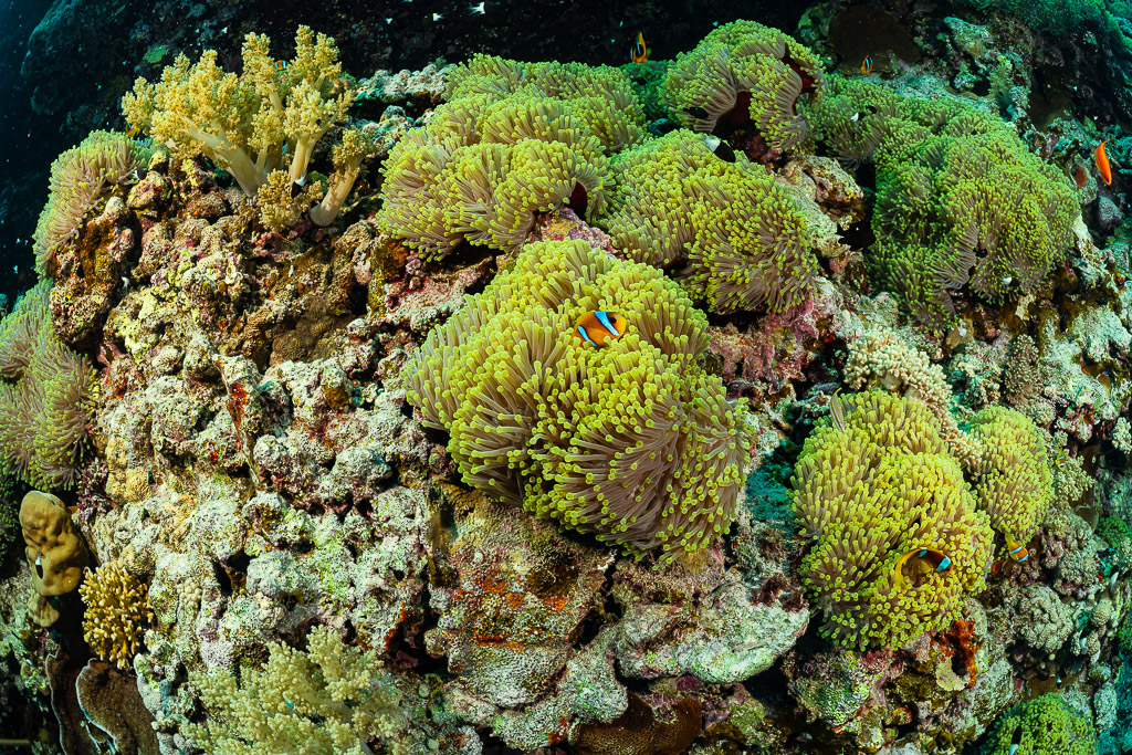 Red Sea anemonefish in a field of magnificent sea anemones, Red Sea, Egypt