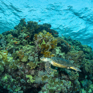 Tortue imbriquée posée sur le sommet d’un récif sous la surface, mer Rouge, Égypte