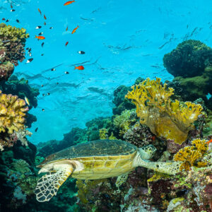 Tortue imbriquée sur une pente récifale, anthias au-dessus, vertical, mer Rouge, Égypte