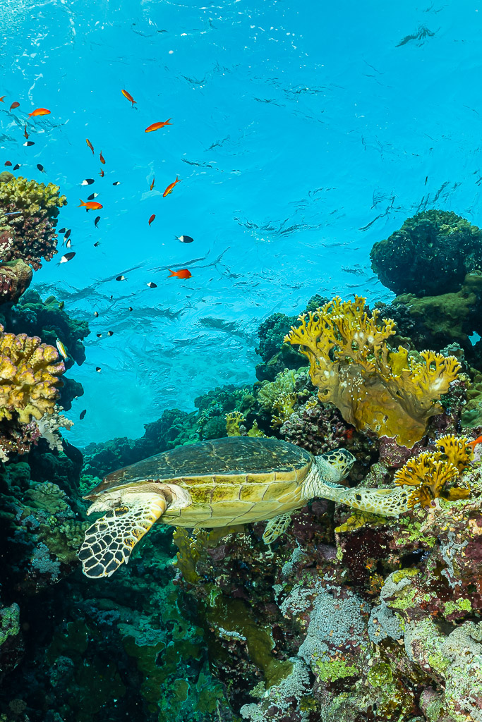 Tortue imbriquée sur une pente récifale, anthias au-dessus, vertical, mer Rouge, Égypte